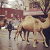 Photos: Did You See Camels In Brooklyn Today?